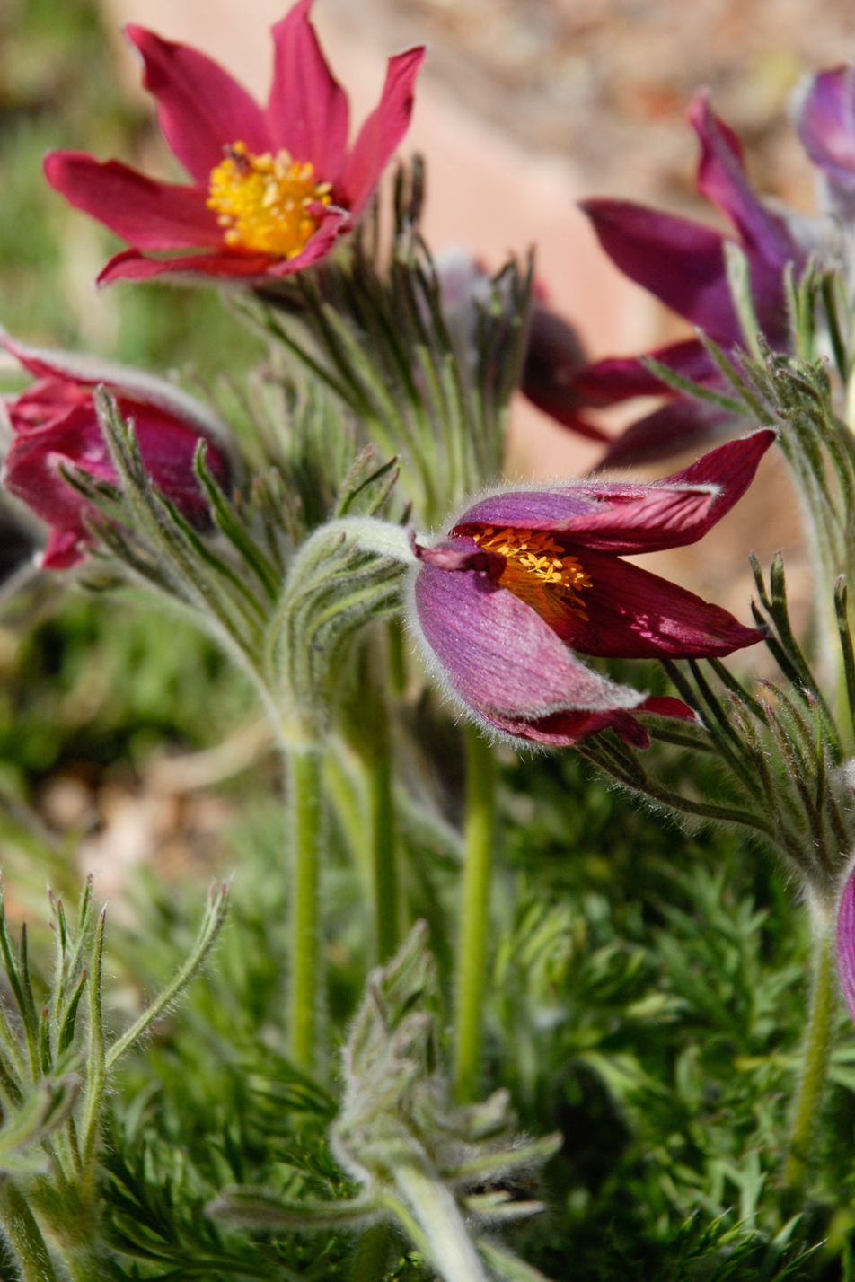 European Pasque Flower